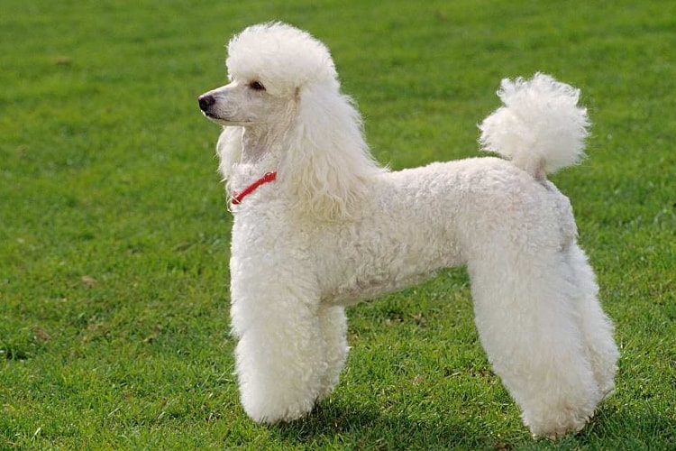 Poodle de pelo liso