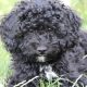 Poodle preto