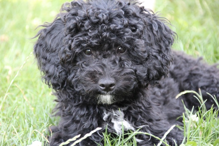 Poodle preto