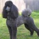 Poodle Standard preto