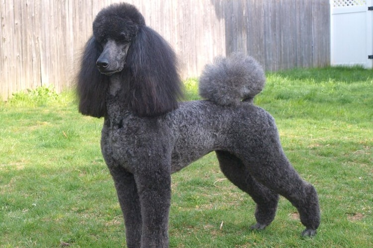 Poodle Standard preto