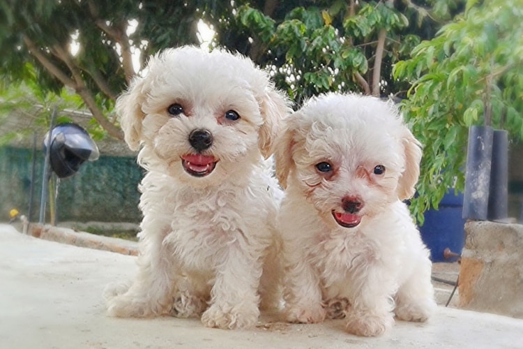 2 Poodles toy brancos