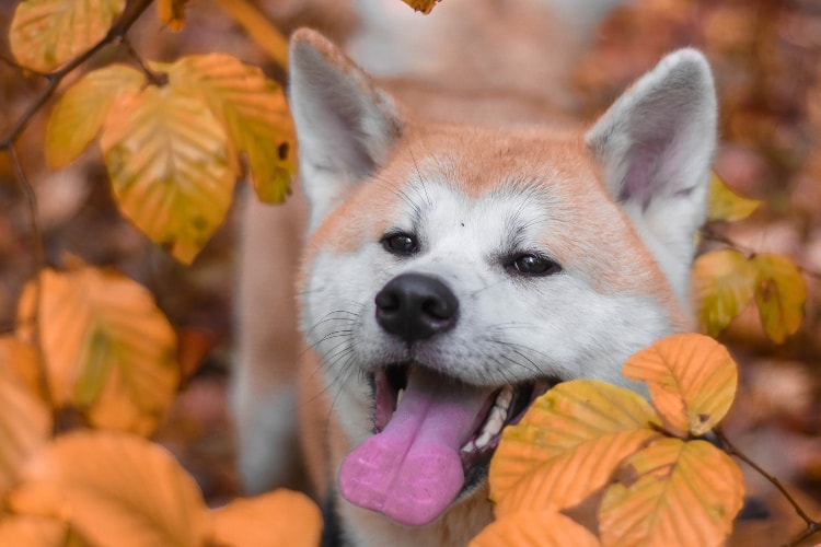 Preço Akita Inu folhas