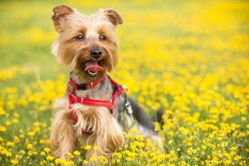 Preço Yorkshire Terrier