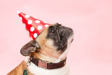 Pug com chapéu de aniversário
