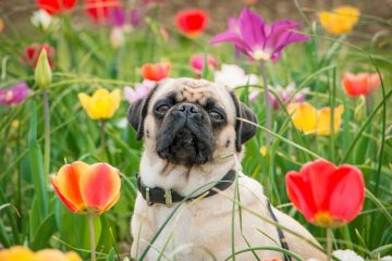 Pug com flores