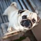 Pug fulvo