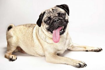 Pug com a língua para fora