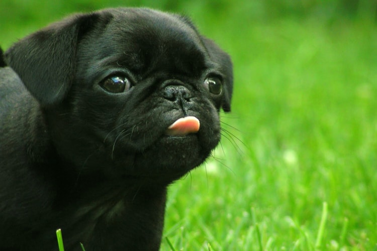 Pug preto