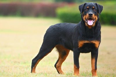 Tudo sobre a raça Rottweiler: características, preço, fotos, personalidade