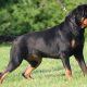 Rottweiler alerta pronto