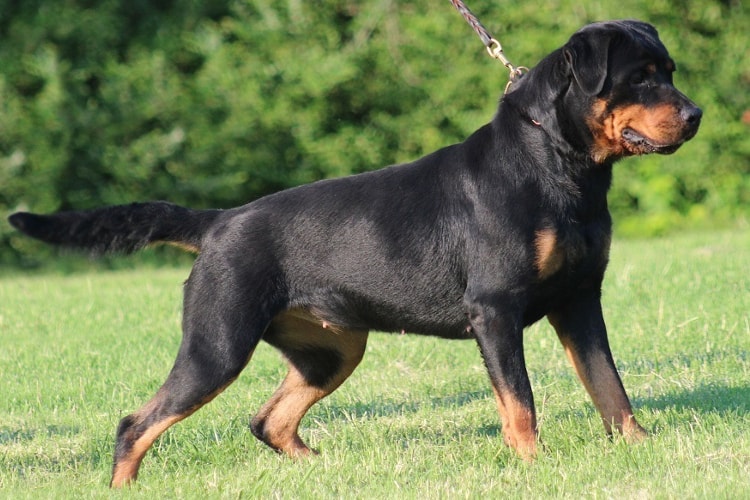 Rottweiler alerta pronto