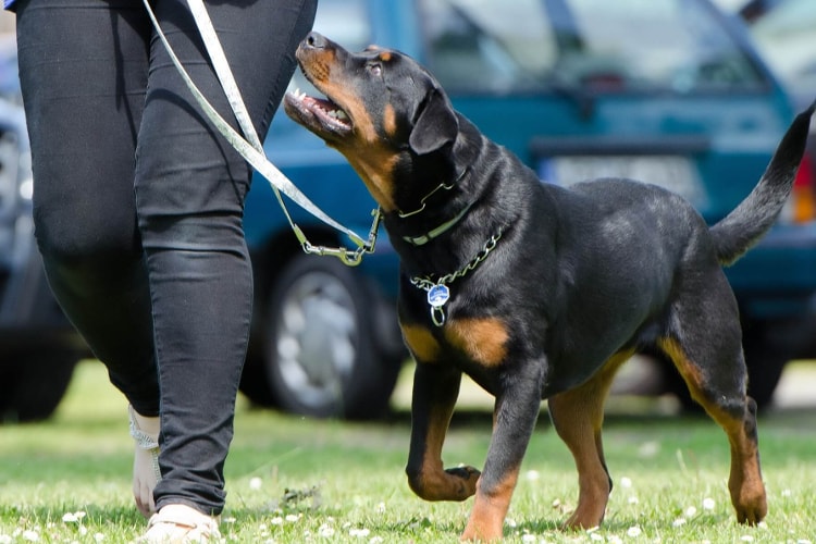 Rottweiler com o seu dono ao lado