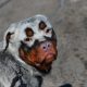Rottweiler branco com vitiligo