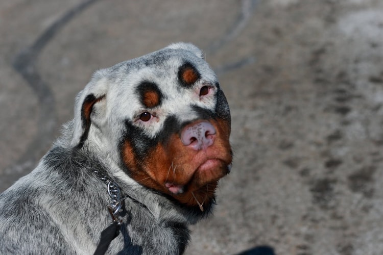 Rottweiler branco com vitiligo