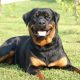 Rottweiler deitado na grama