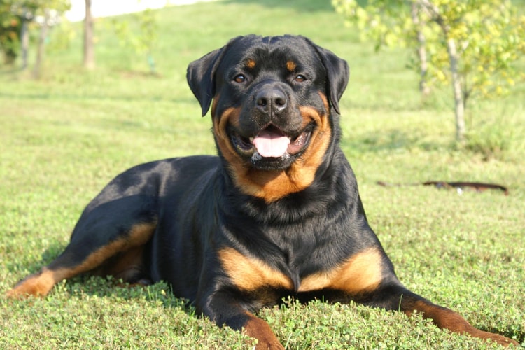 Rottweiler deitado na grama