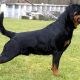 Rottweiler em pé na grama