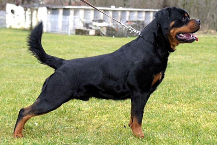 Rottweiler em pé na grama