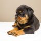 Filhote de rottweiler deitado