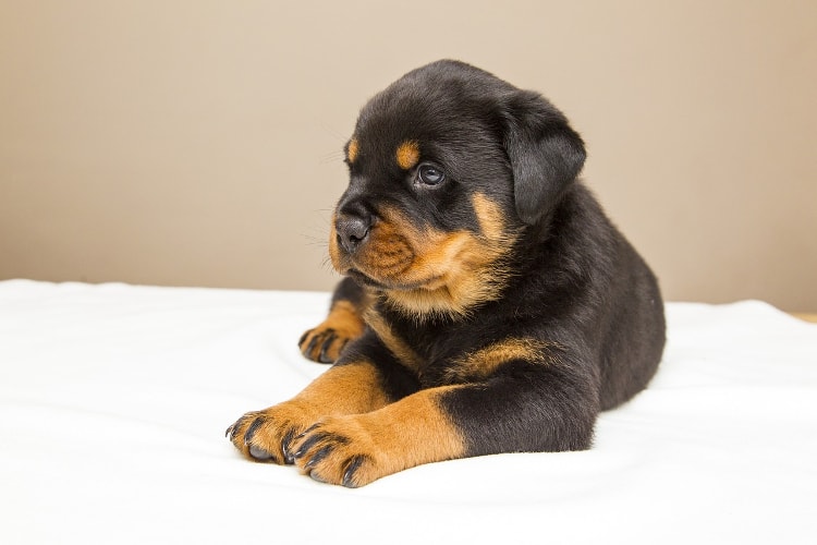 Filhote de rottweiler deitado