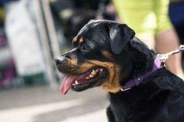 Rottweiler com a língua para fora