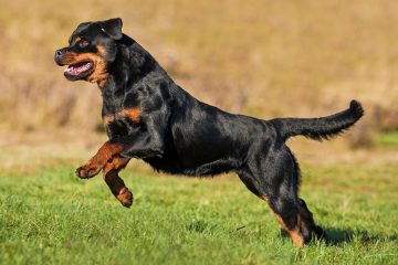 Rottweiler pulando de lado