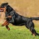 Rottweiler pulando de lado