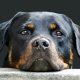 Rottweiler rosto de perfil