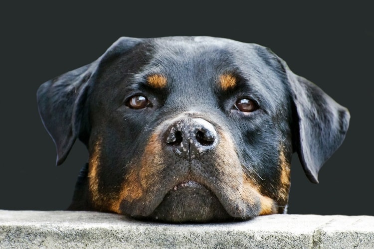 Rottweiler rosto de perfil