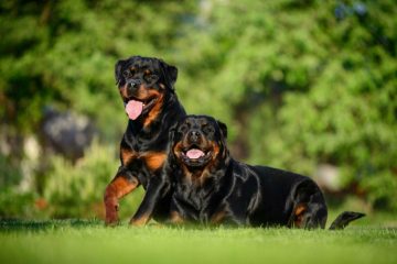 Dois rottweilers brincando na grama