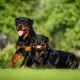 Dois rottweilers brincando na grama