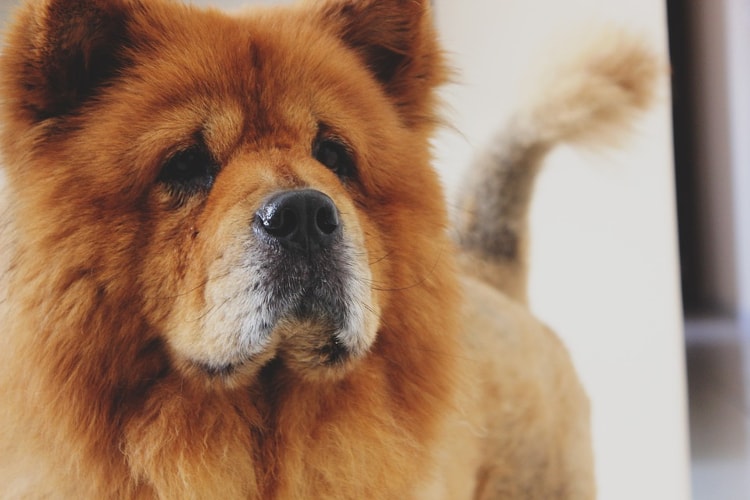 Temperamento Chow Chow