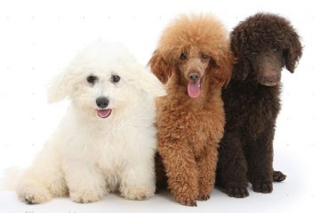 Tipos de Poodle gigante, médio e anão