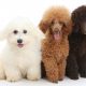 Tipos de Poodle gigante, médio e anão