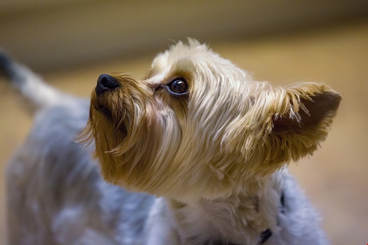 Yorkshire Terrier branco