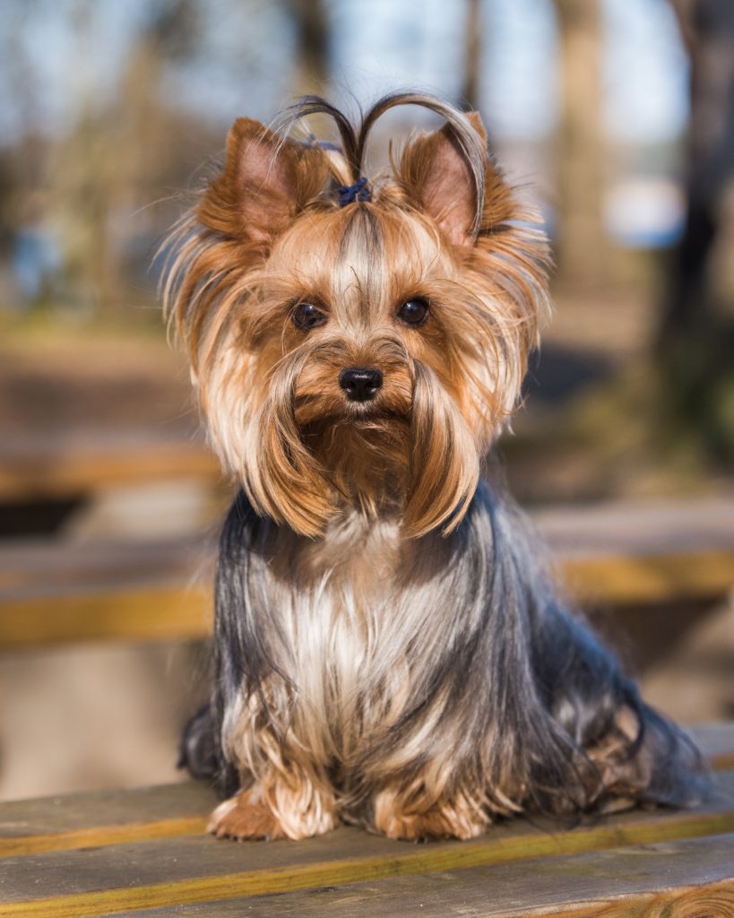 Yorkshire terrier sentado na madeira