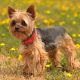 Tudo sobre o Yorkshire Terrier