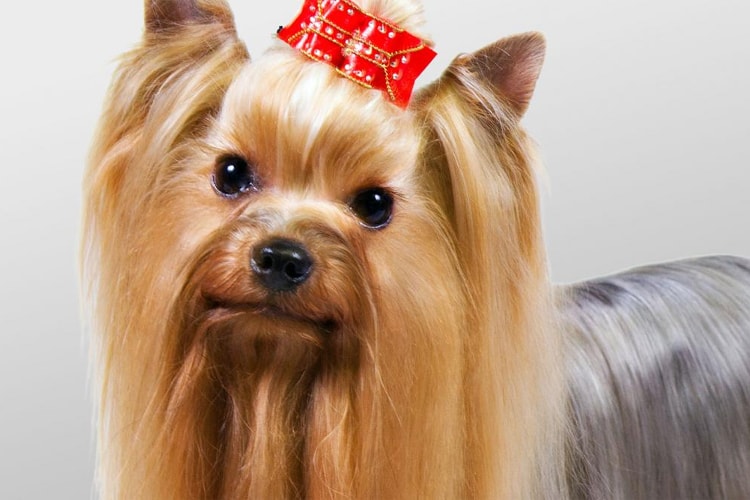 Yorkshire Terrier marrom fêmea