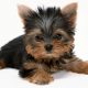 Yorkshire Terrier filhote deitado