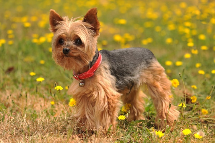 Tudo sobre o Yorkshire Terrier