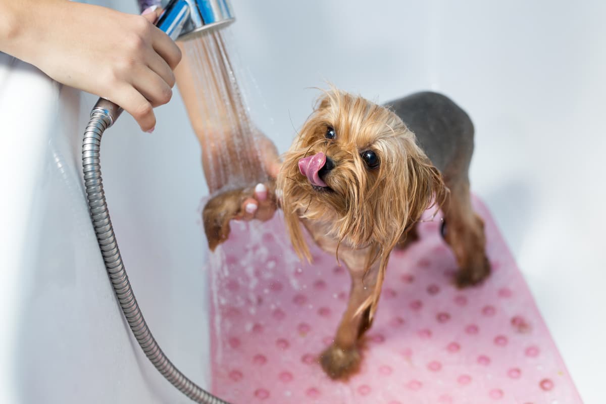 Yorkshire terrier tomando banho
