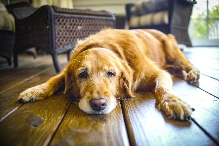 Cachorro triste com anemia