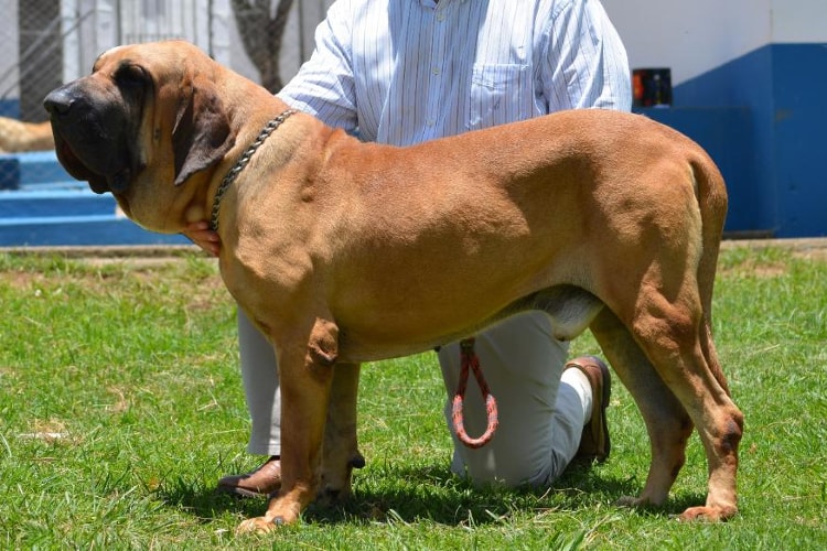 Características do Fila Brasileiro