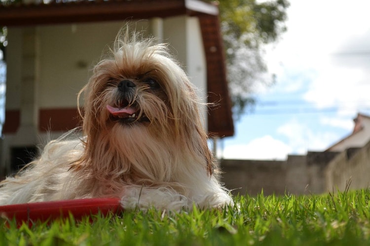 Características do Shih Tzu