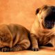 Casal de Shar Pei