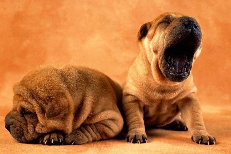 Casal de Shar Pei