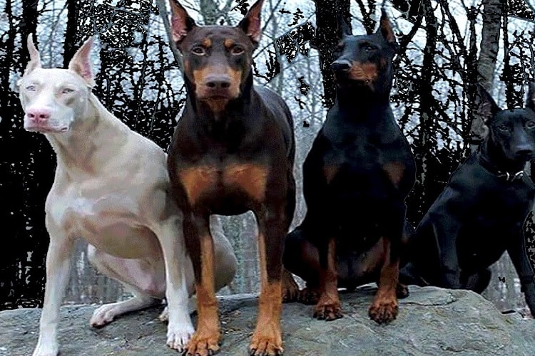 As diferentes cores de Doberman