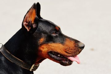 Tudo sobre Doberman