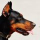 Tudo sobre Doberman